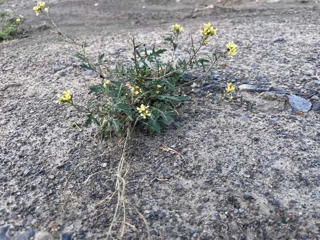 Common dogmustard, In flower