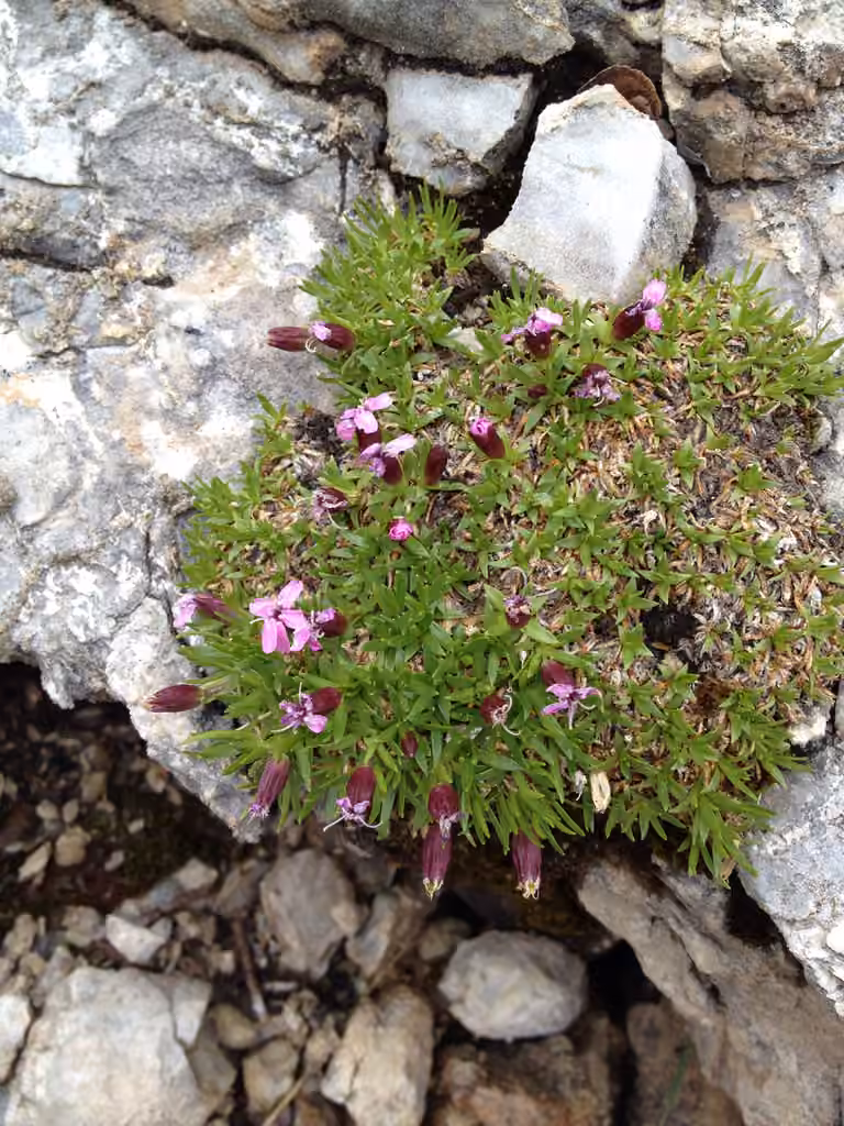 Moss campion, In fruit