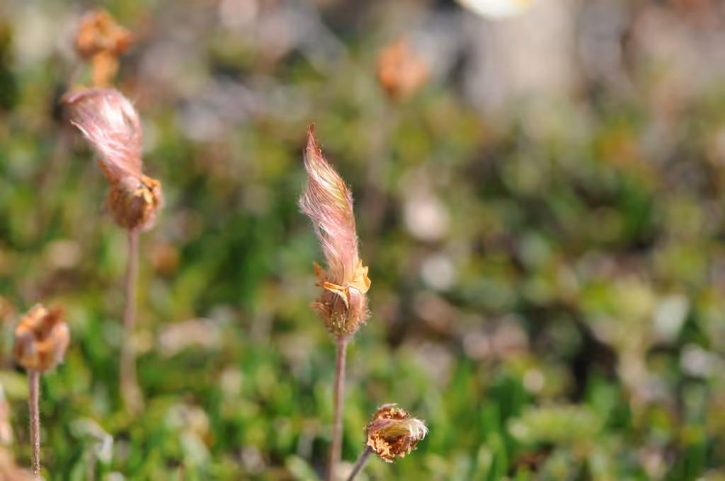 Entireleaf mountain-avens, In fruit