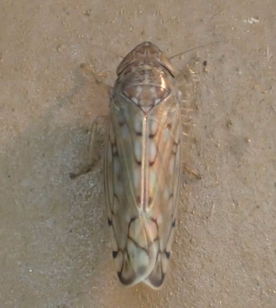 Osbornellus consors, Adulte