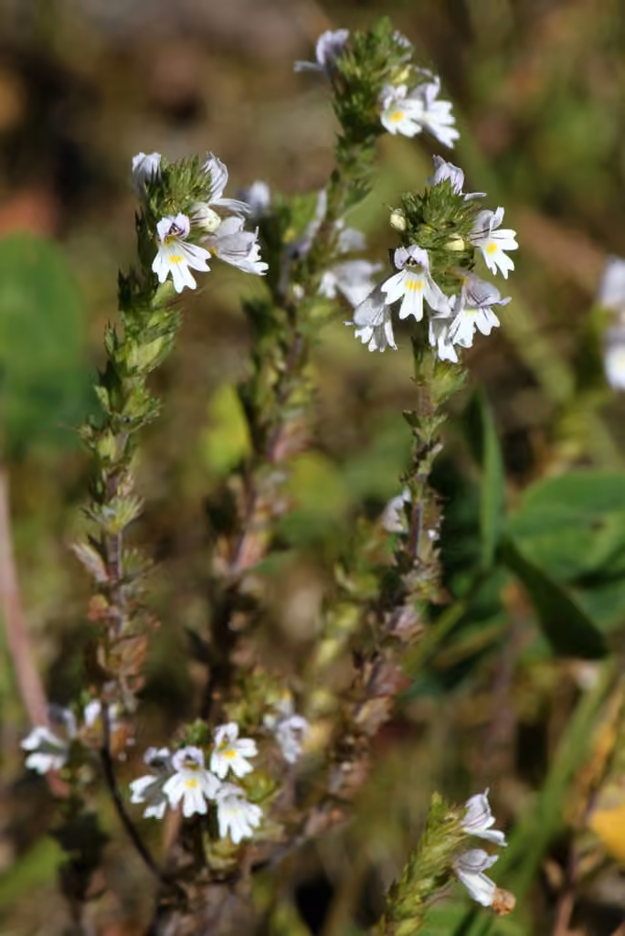 Drug eyebright, In flower