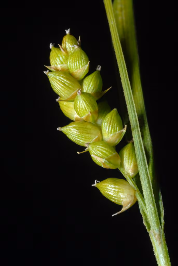 Carex conoïde, En fruits
