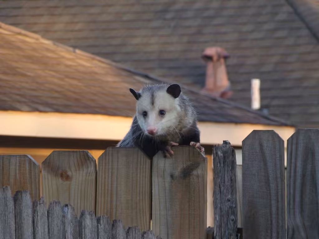 Opossum d'Amérique, Mâle
