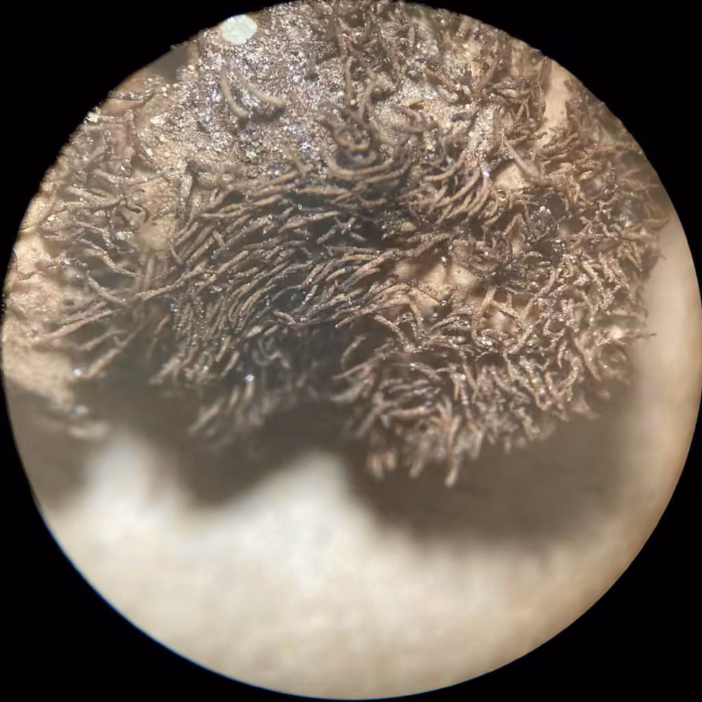 Granulating Rocktripe Lichen, photo 1 of 5