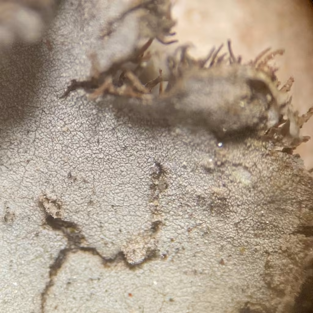 Granulating Rocktripe Lichen, photo 3 of 5