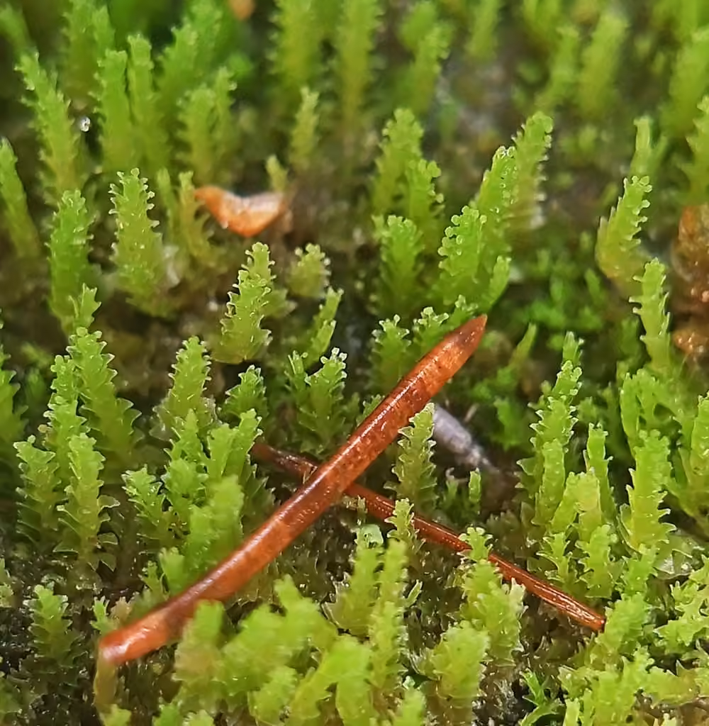 Small Notchwort, photo 2 of 5