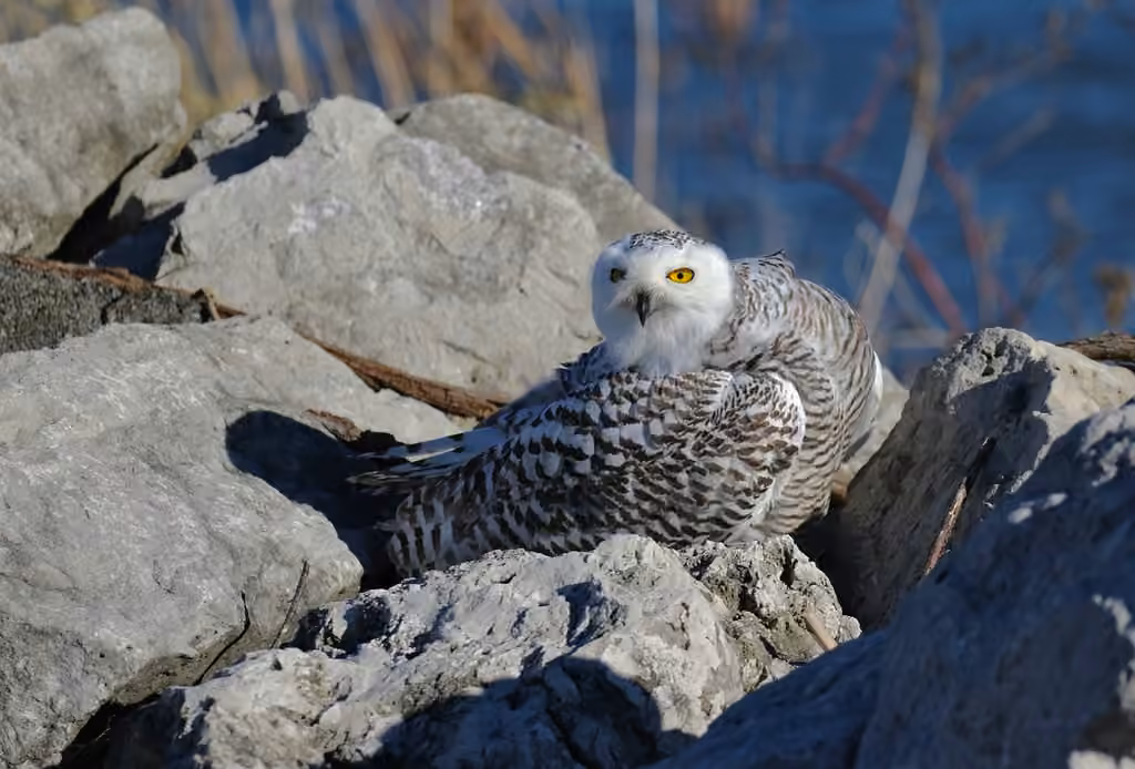 Harfang des neiges, Femelle