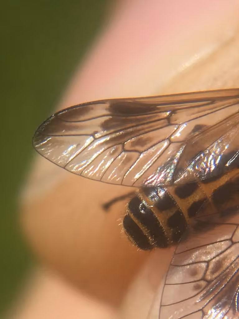 Sherman's Deer Fly, photo 3 of 5