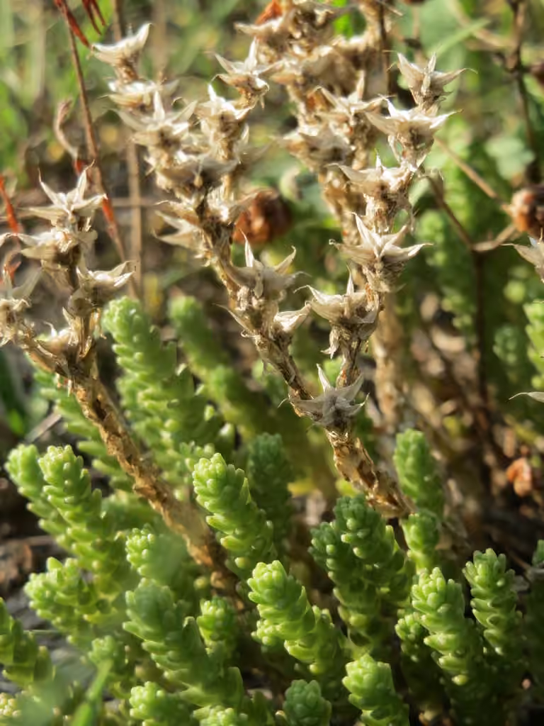 Goldmoss stonecrop, In fruit