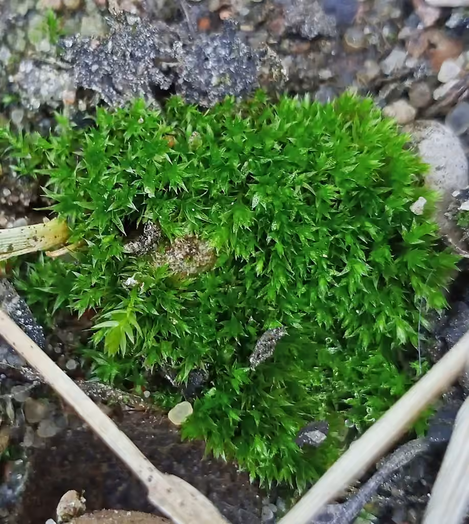 Bryum à petits tubercules, photo 3 sur 5