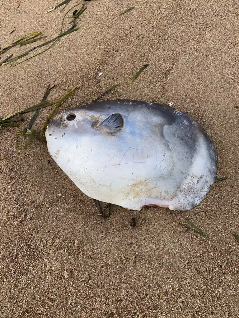 Common Mola, Juvenile