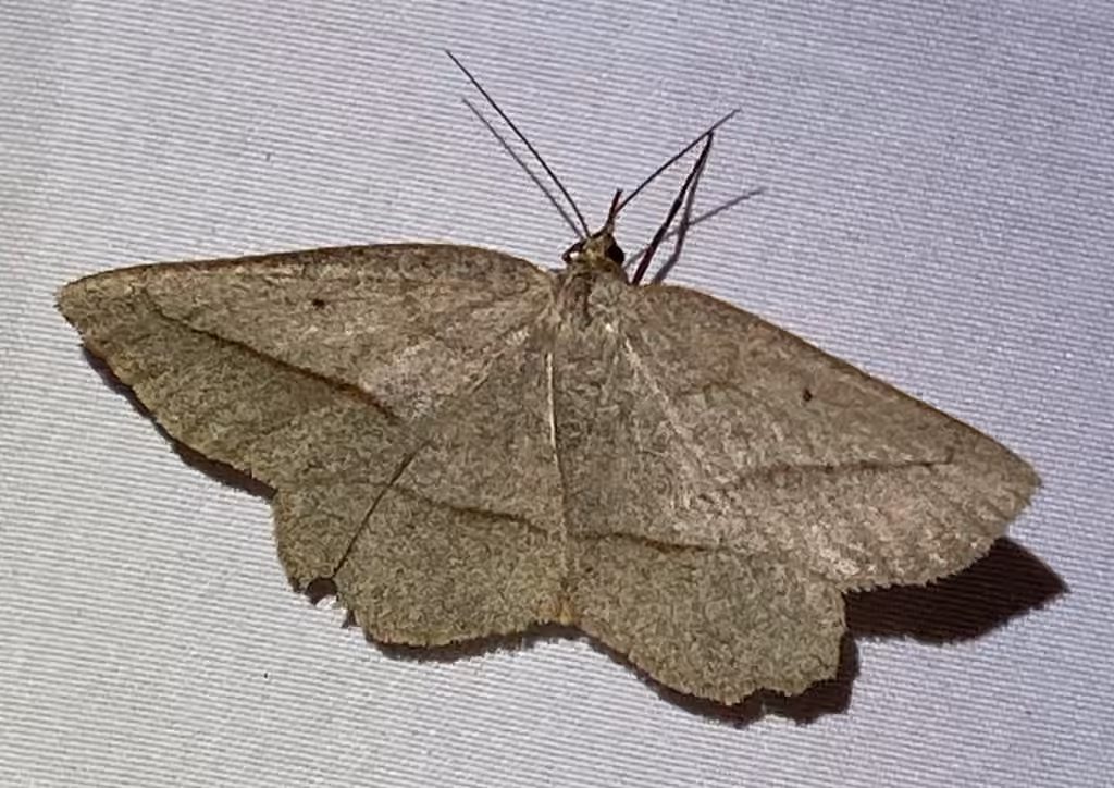 Least-marked Euchlaena Moth, Adulte
