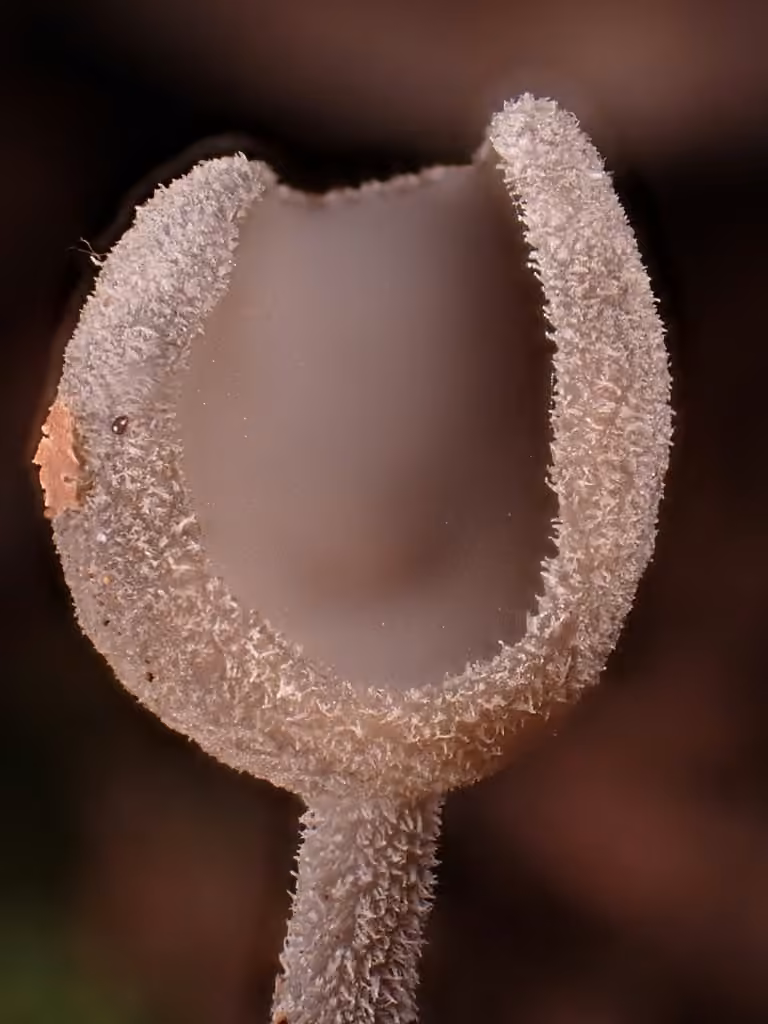 Helvella fibrosa, photo 3 of 5