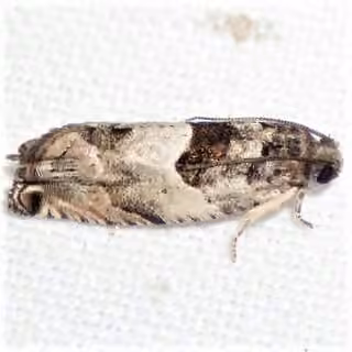 Cottonwood Twig Borer Moth, Adult