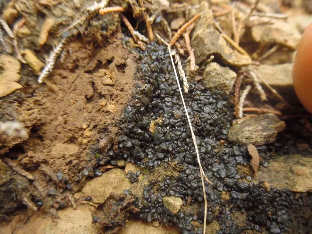 Jelly Lichen, photo 1 of 5