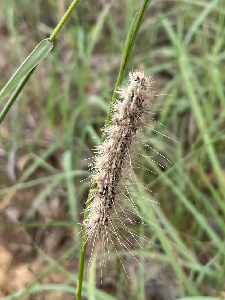 Arge Moth, Chenille