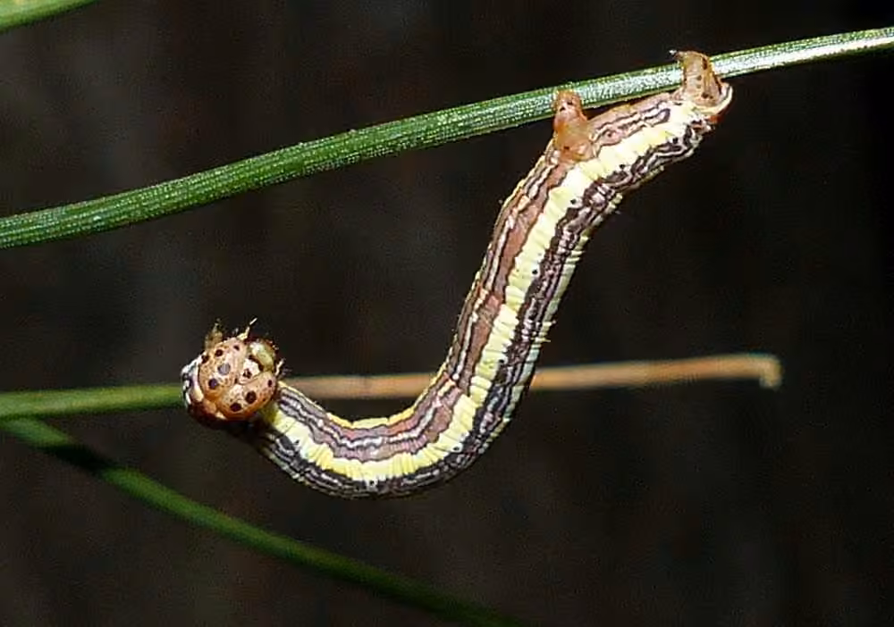 False Hemlock Looper Moth, photo 3 of 5