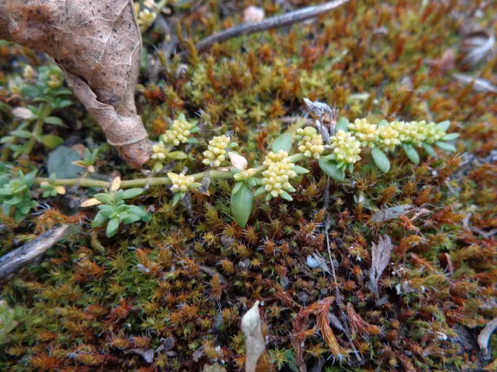 Smooth rupturewort, In fruit