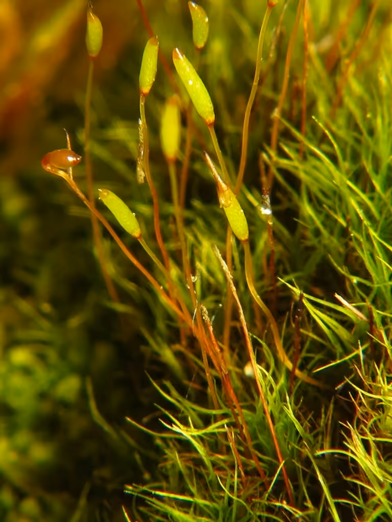 Tresse à feuilles étroites, photo 2 sur 5