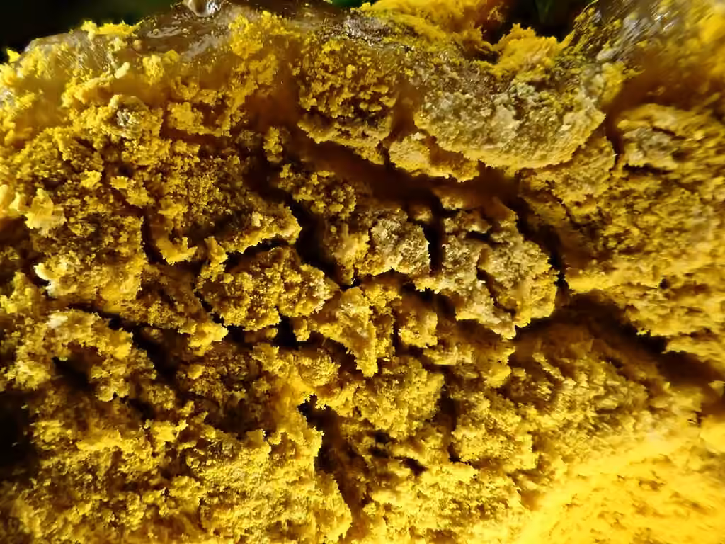 Dermatose des bolets, photo 3 sur 5