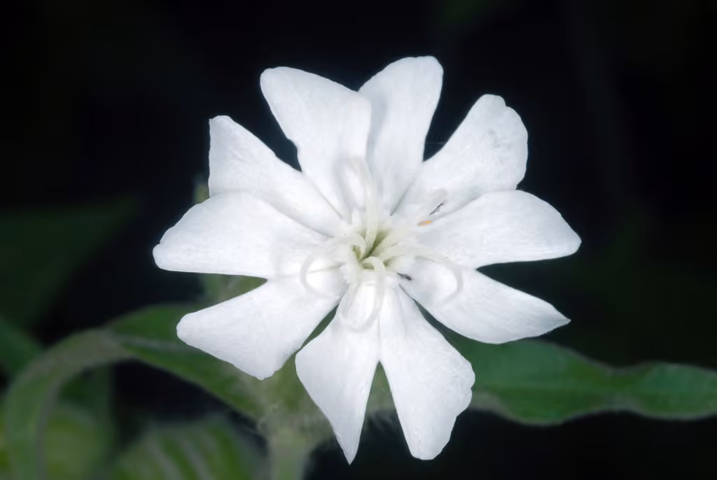 Silène blanc, En fruits