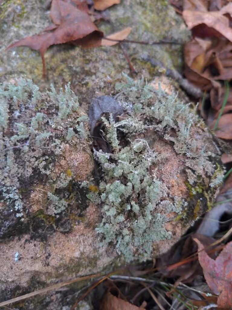 Pale-fruited Funnel Lichen, photo 3 of 5