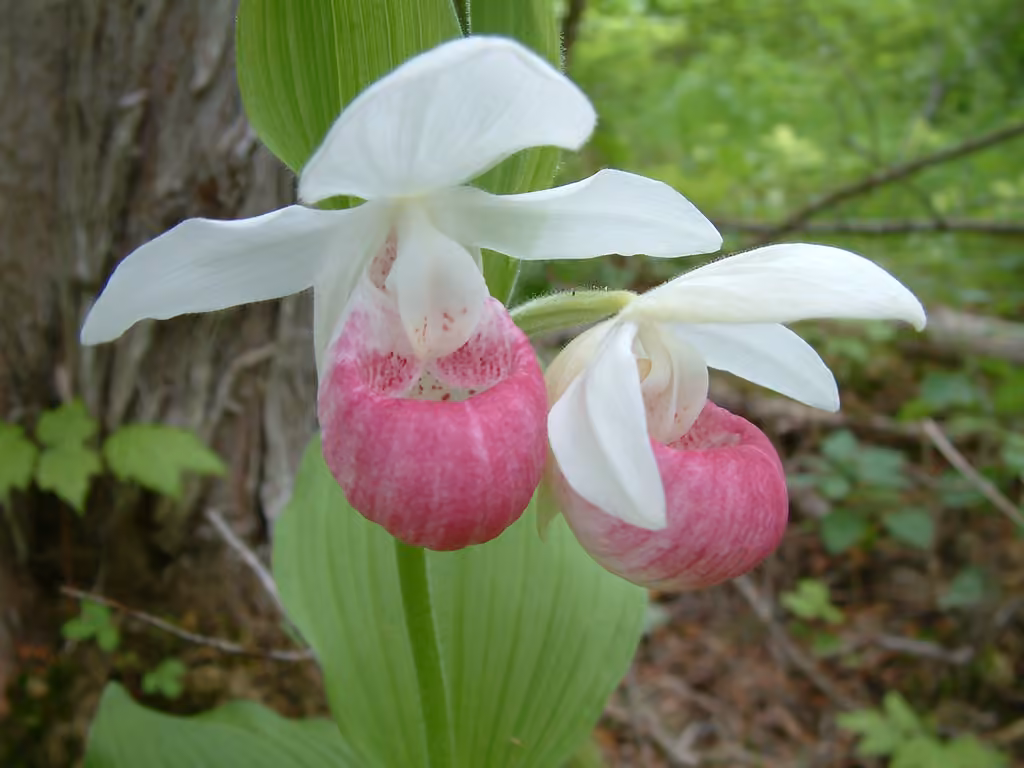 Showy lady's-slipper, In flower
