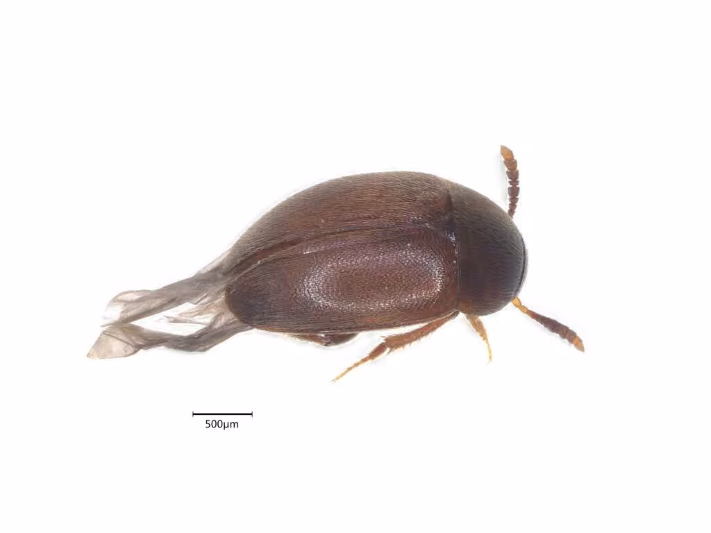 Watson's round fungus beetle, Adult male