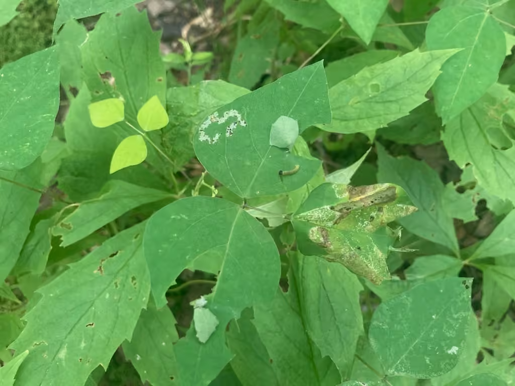 Hog Peanut Moth, Chenille