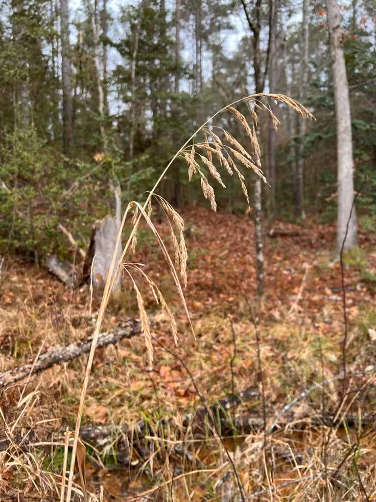 Stout wood reed-grass, In fruit
