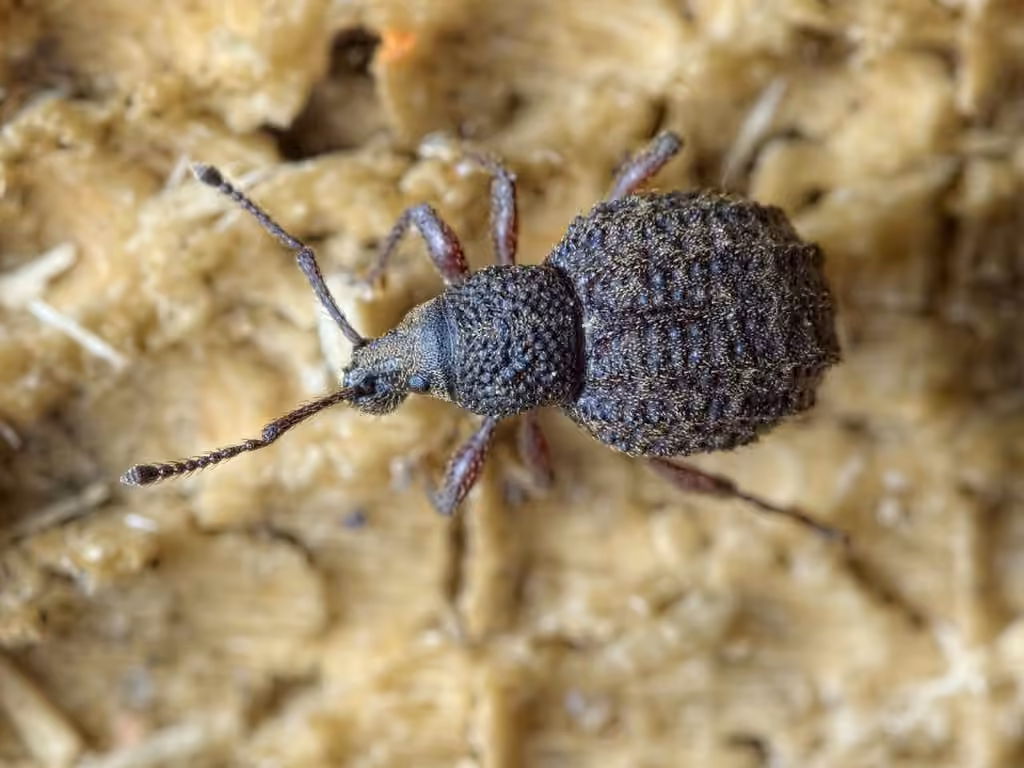 Weevil, photo 1 of 5
