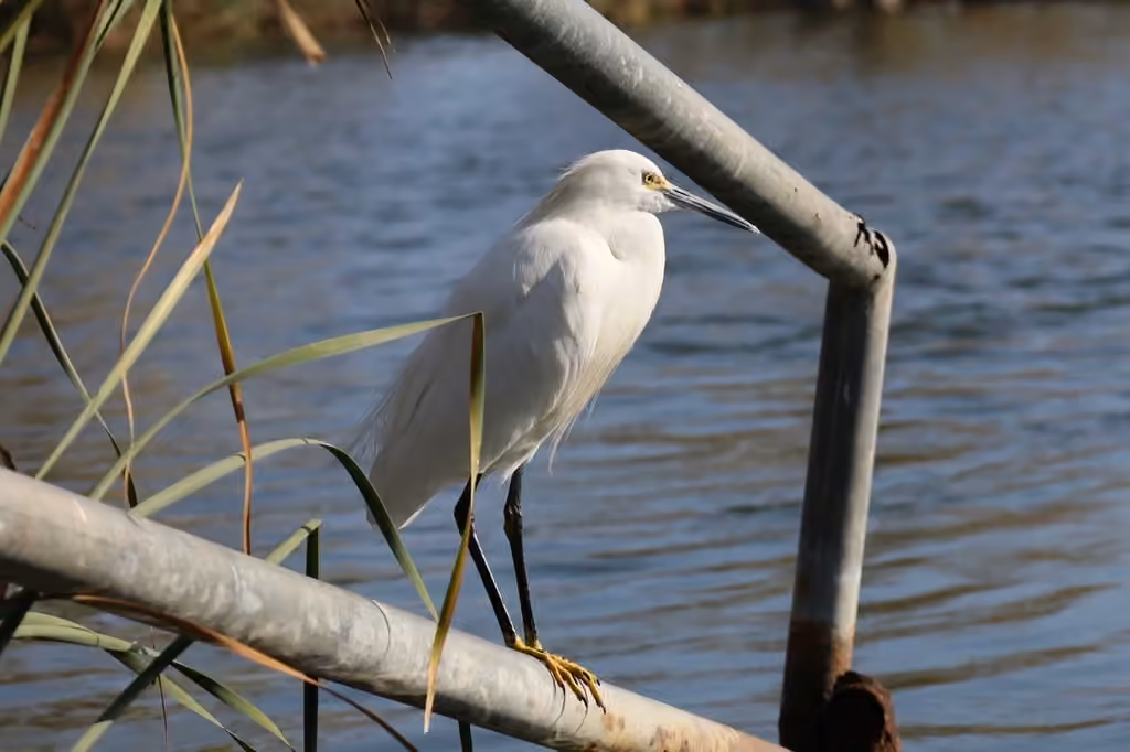 Aigrette neigeuse, photo 3 sur 5