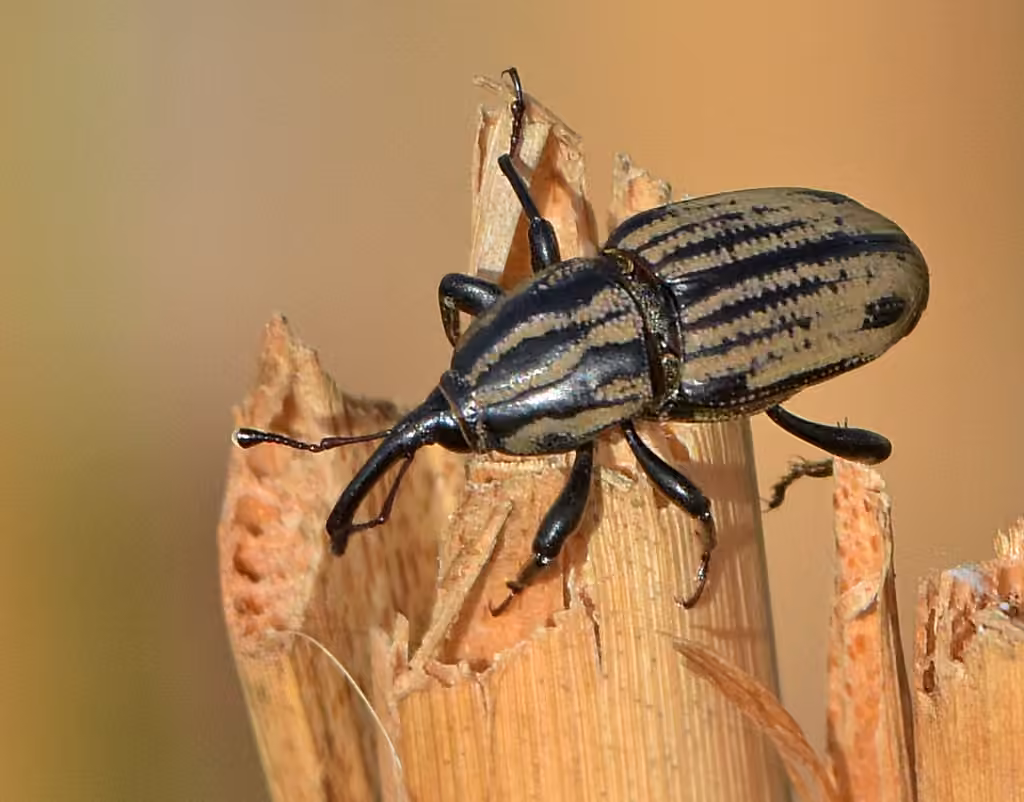 Tule Billbug