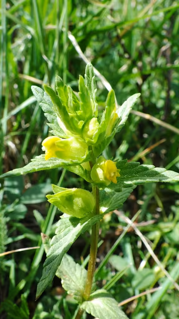 Little Yellow Rattle, In fruit