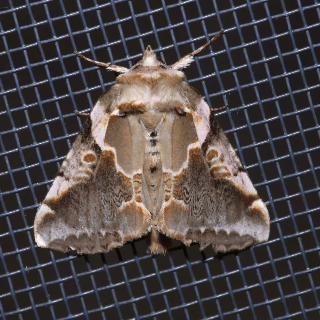 Glorious Habrosyne Moth, photo 2 of 5