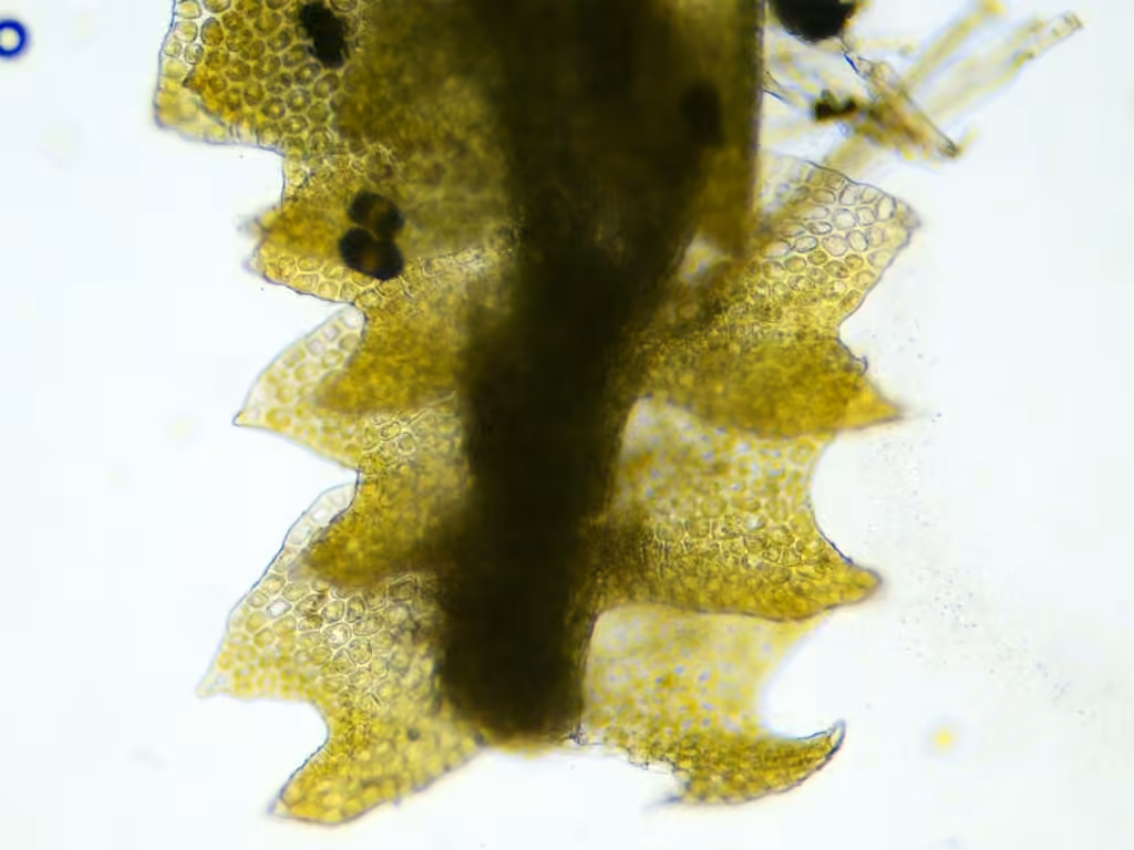 Lesser Notchwort, photo 2 of 5