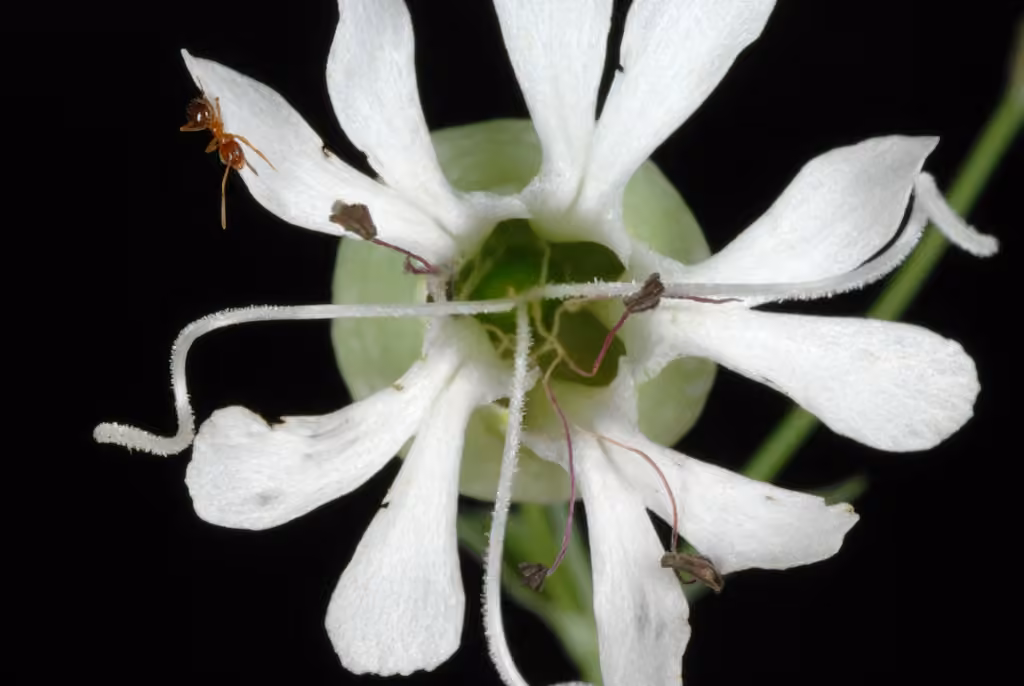 Silène enflé, En fleurs