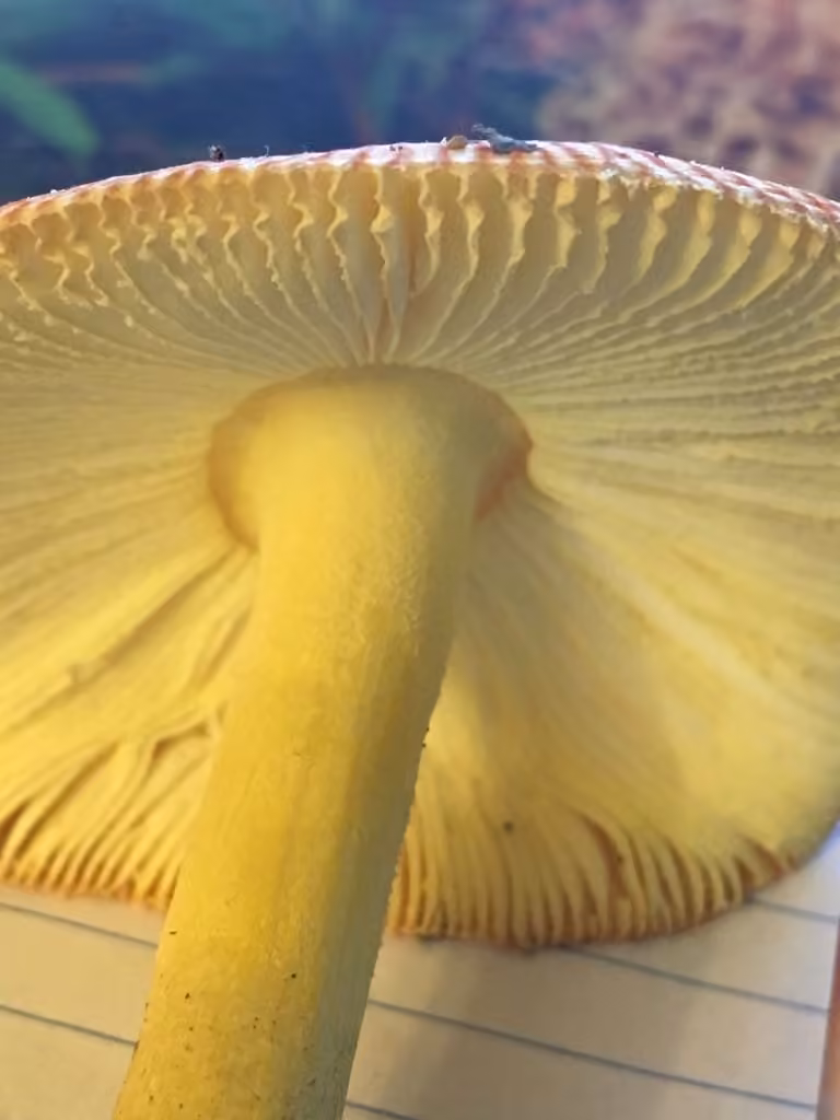 False Caesar's Mushroom, photo 2 of 5