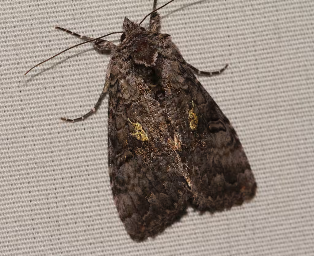 Spruce False Looper Moth