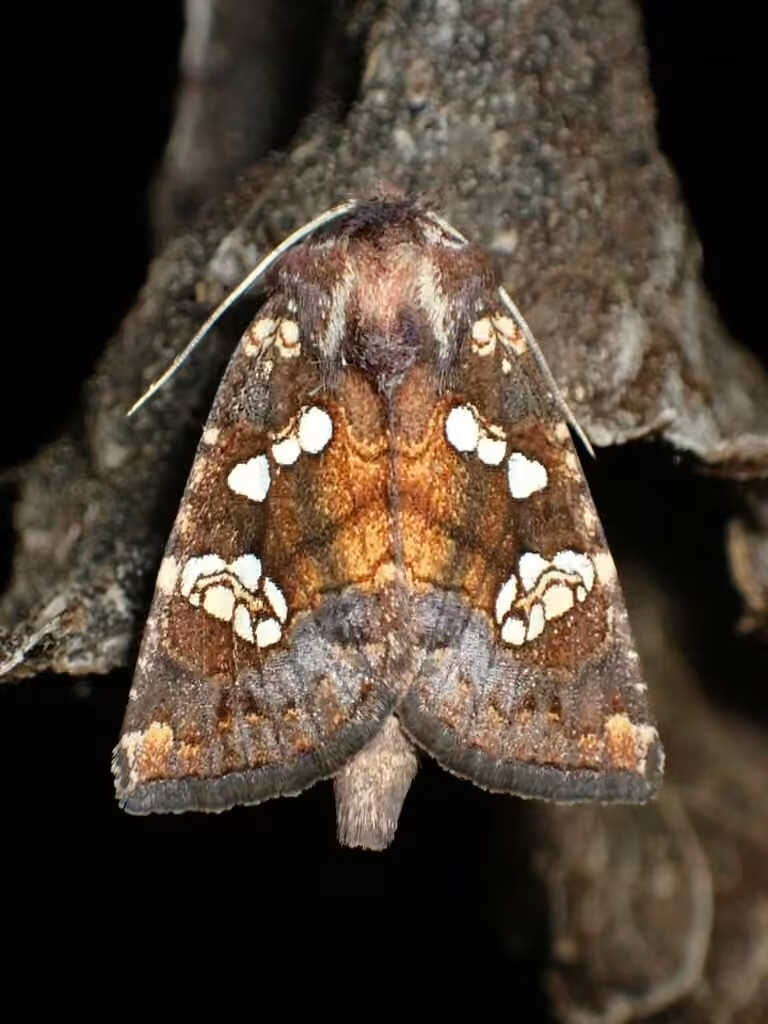Turtlehead Borer Moth, photo 2 of 5