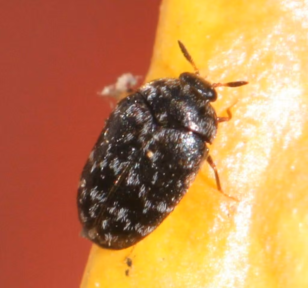 Glabrous Cabinet Beetle, photo 1 of 5