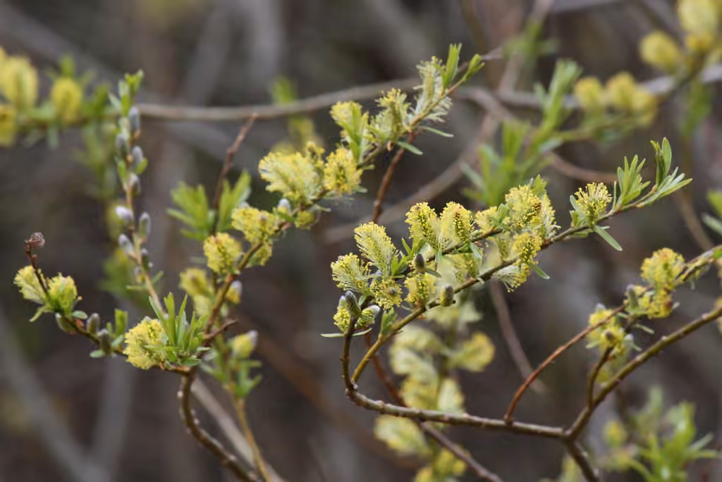 Saule des vanniers, En fleurs