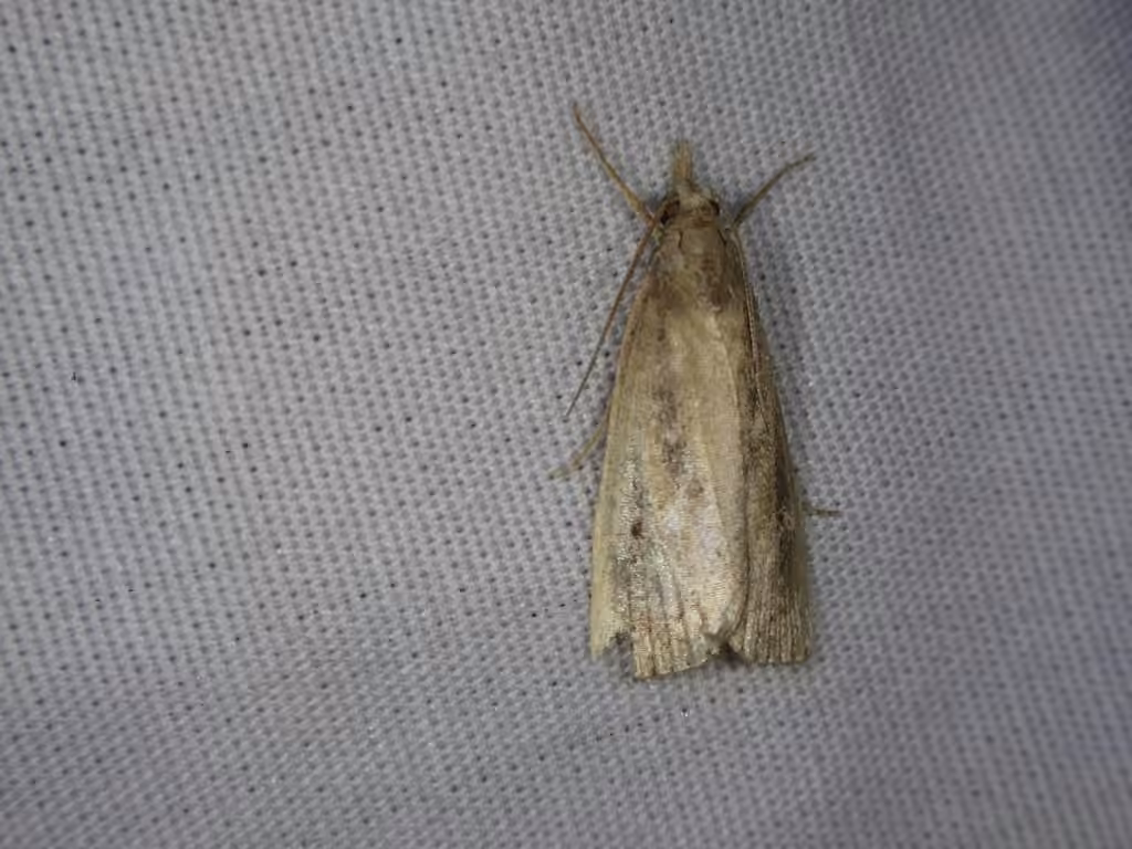 Thopeutis forbesellus, Adulte
