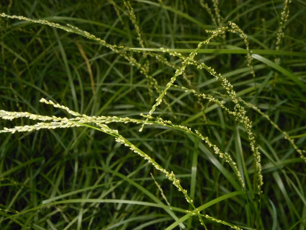 Glycérie mélicaire