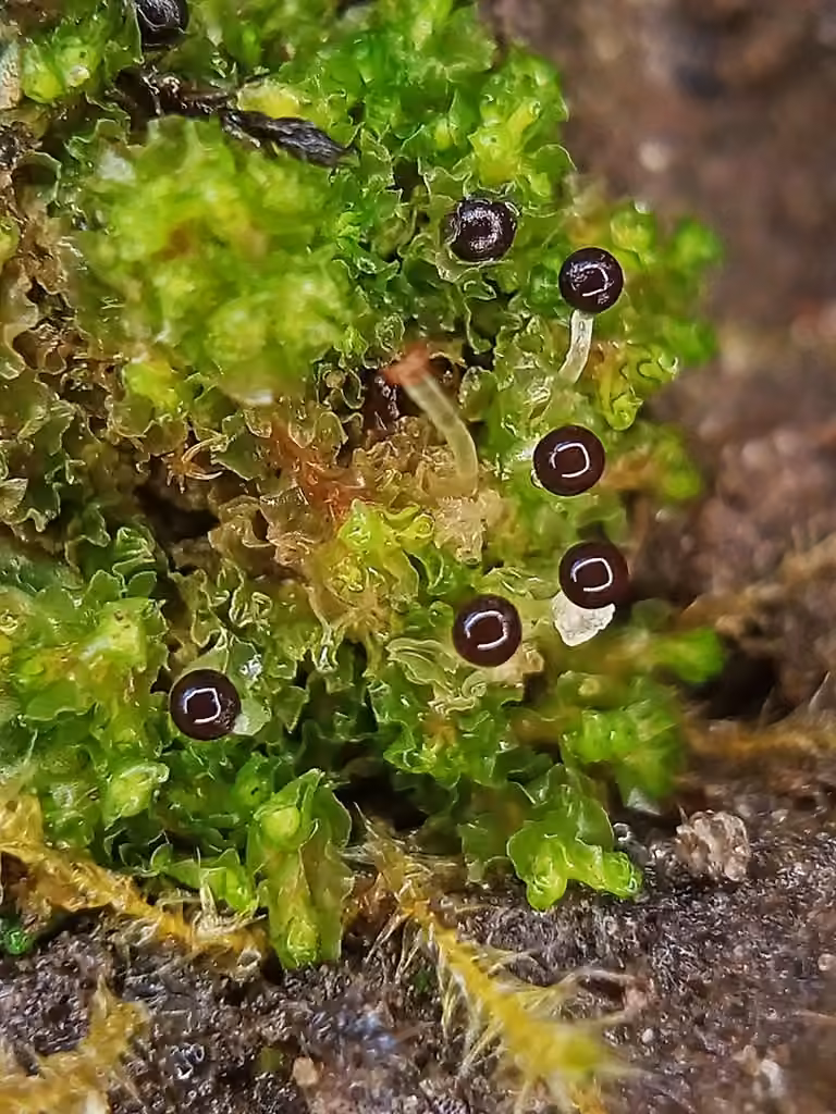 Chiffonée commune