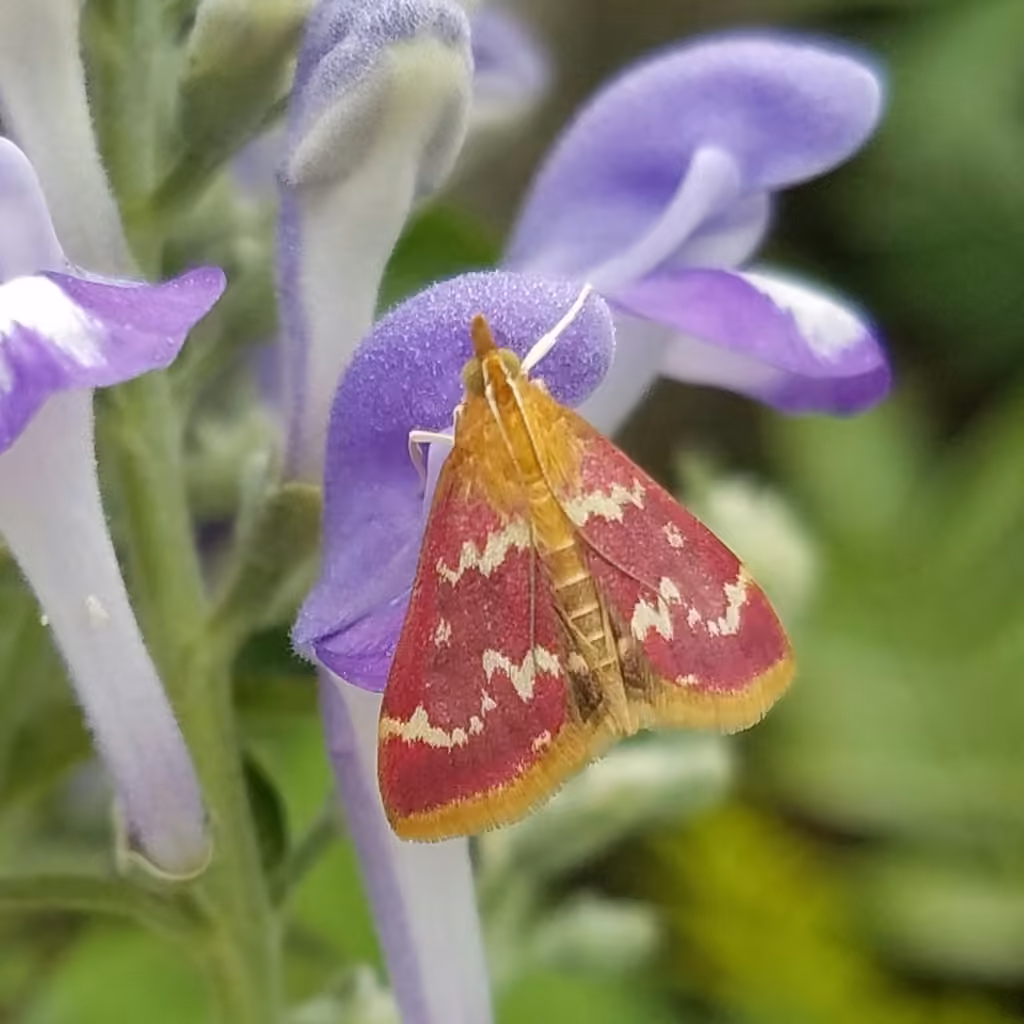 Raspberry Pyrausta Moth, Adulte