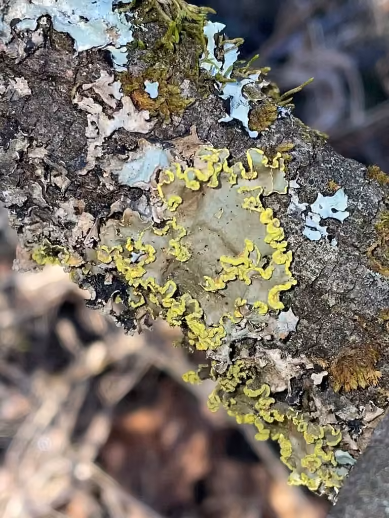 Gold Specklebelly Lichen, photo 2 of 5