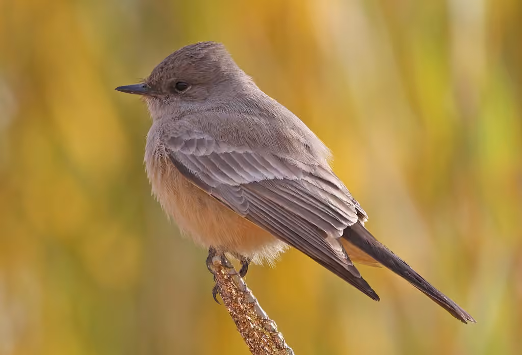 Say's Phoebe, photo 3 of 5