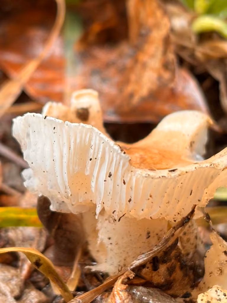 Rosy Brown Waxy Cap, photo 2 of 5