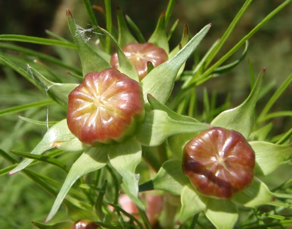 Lanceleaf tickseed, Flower buds